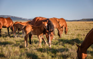 Montana ranch horse herd mares foals and stallion. Group is colo