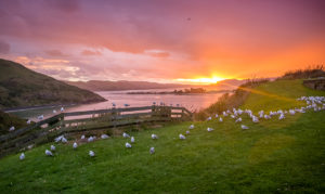 Sunset from the Royal Albatross Center on the Otago Peninsula on