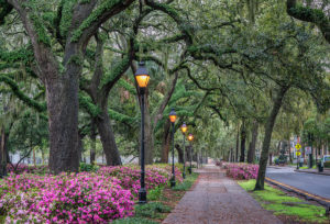 Street lights in the early morning Spring Azalea in bloom at his